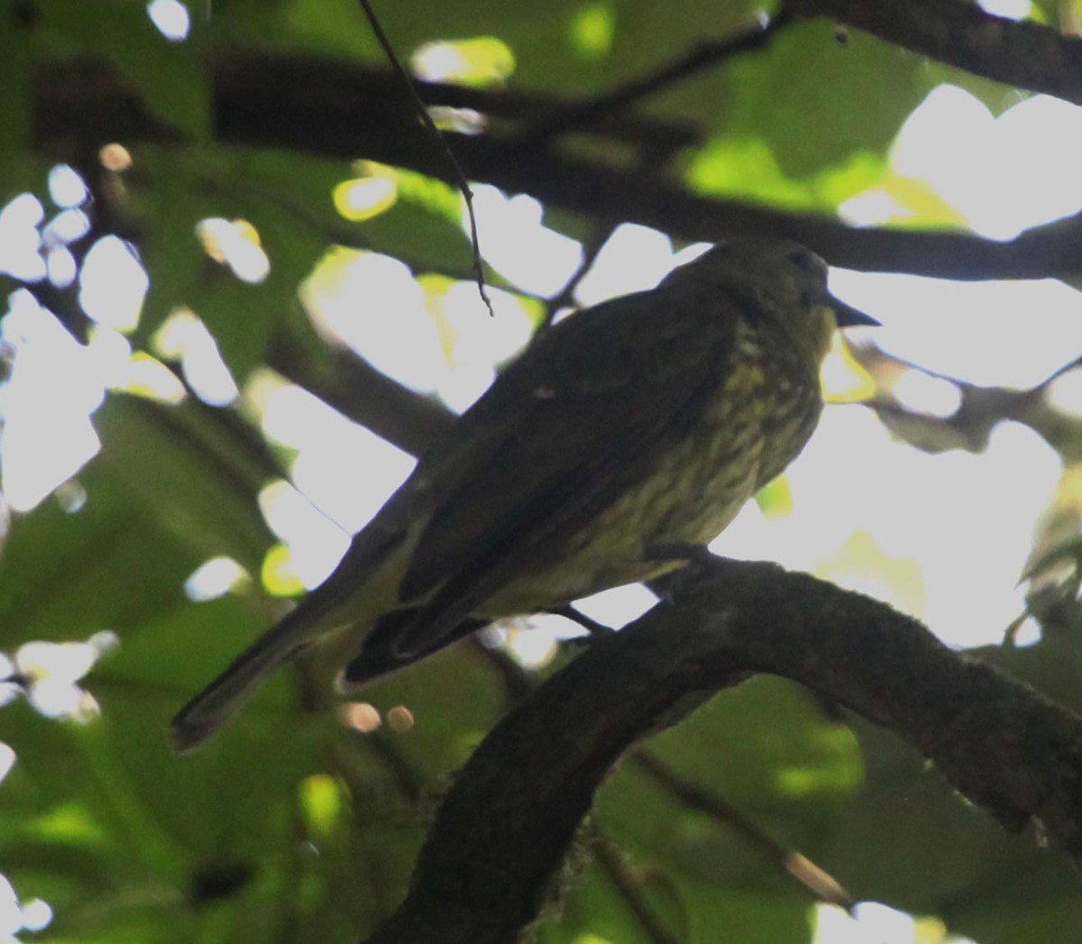 Three-wattled Bellbird - ML638992934