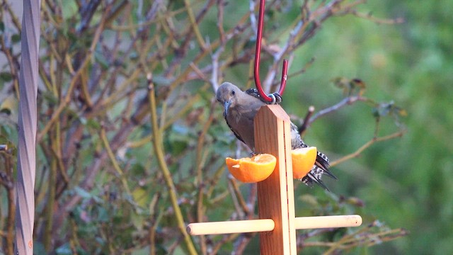 Gila Woodpecker - ML638992964