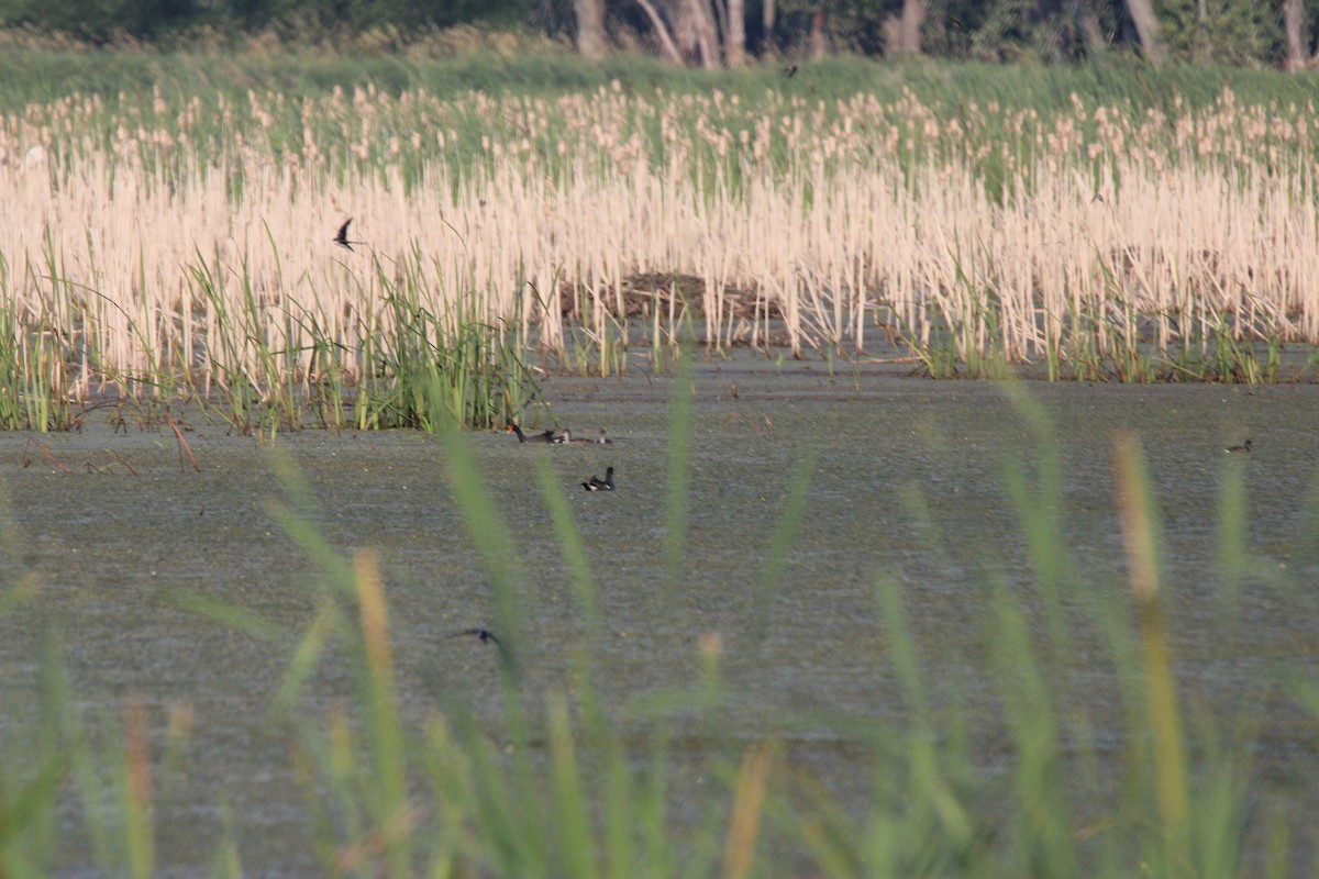 Common Gallinule - ML638992979