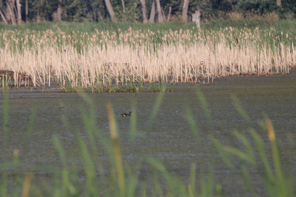 Common Gallinule - ML638992984