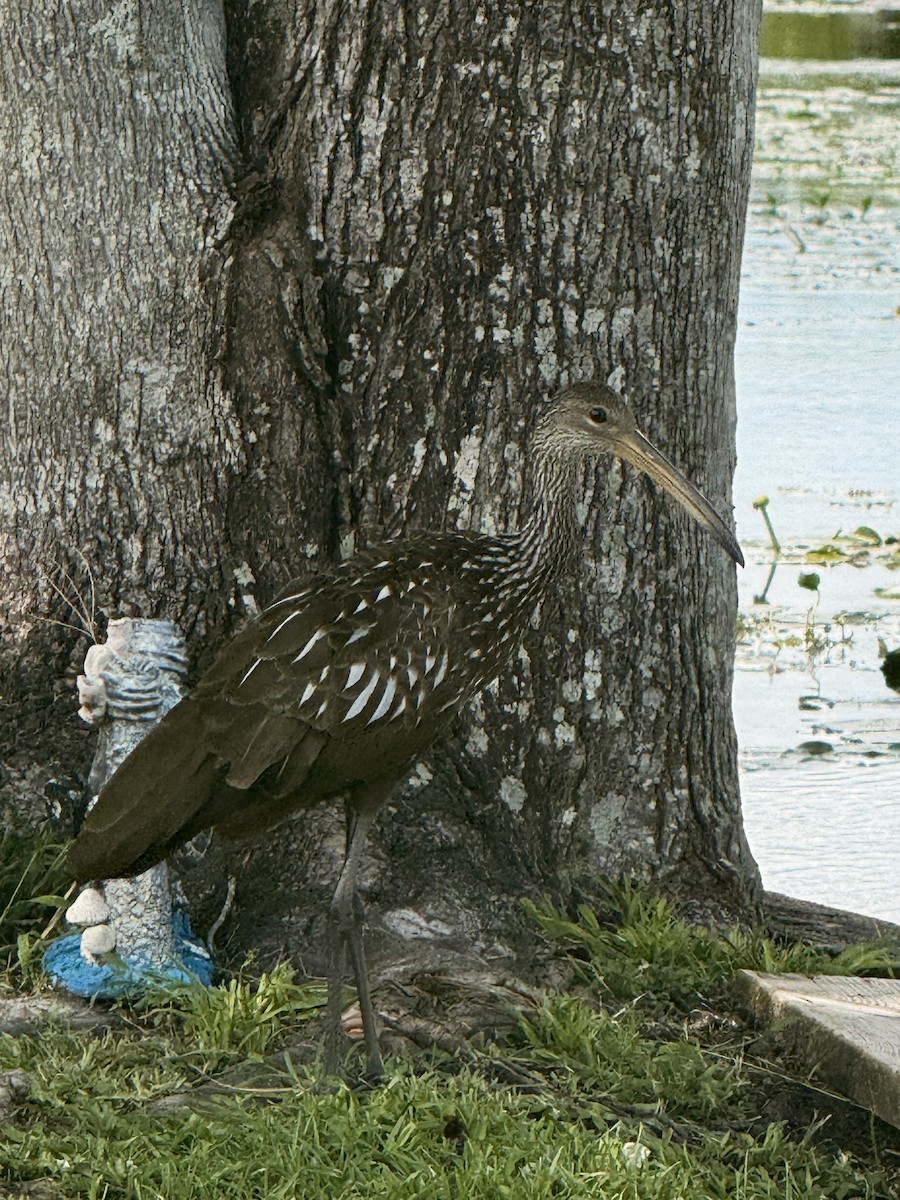 Limpkin - ML638992998