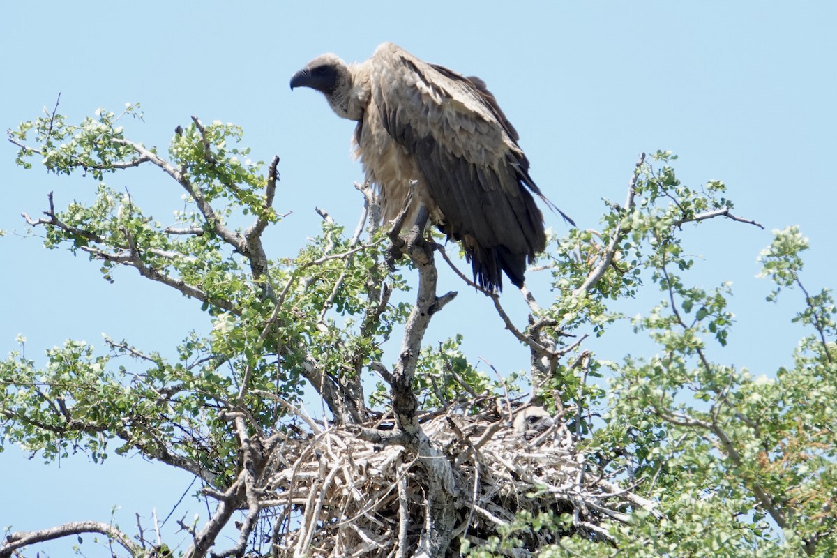 White-backed Vulture - ML638993035