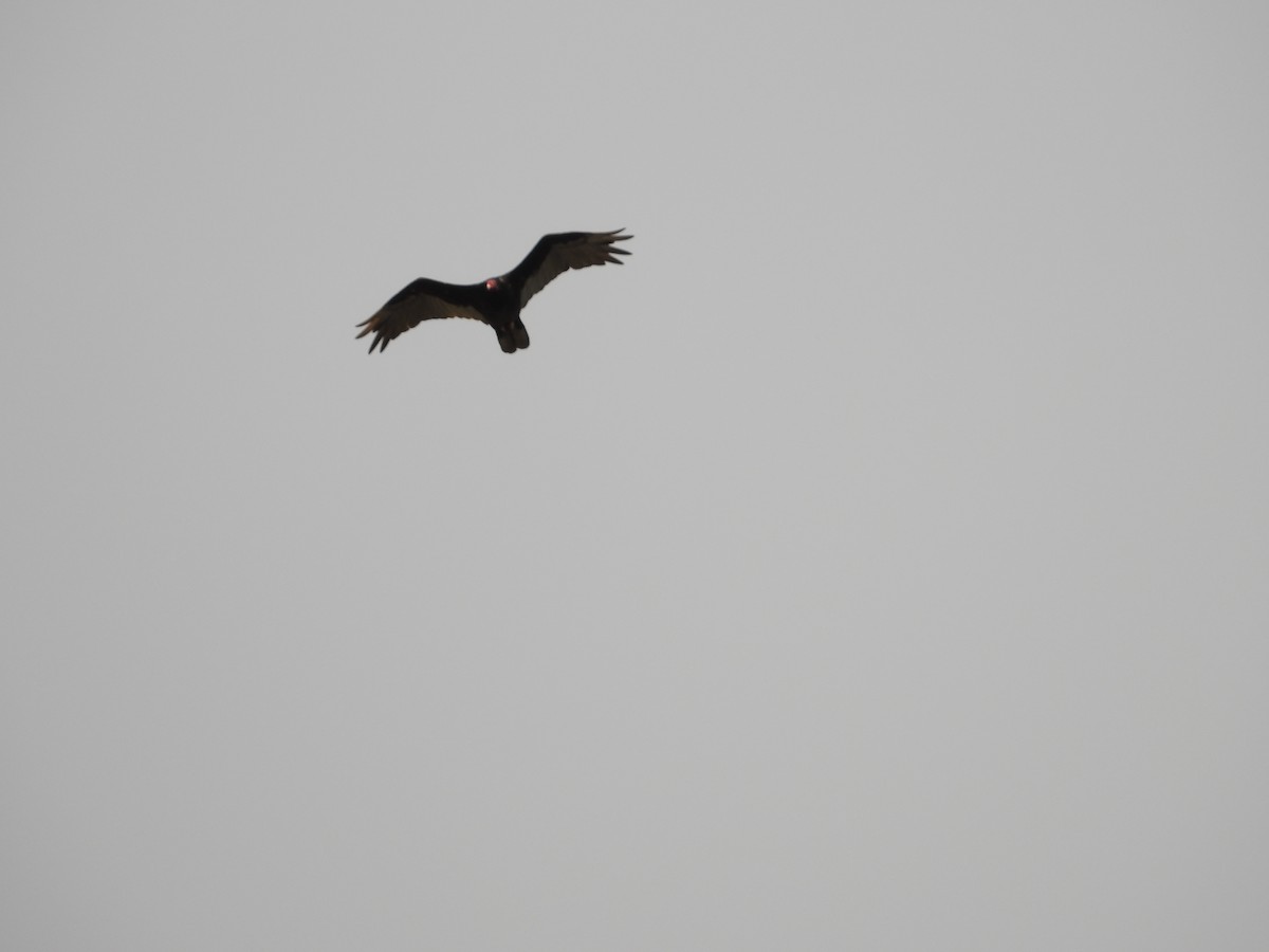 Turkey Vulture - ML638993042
