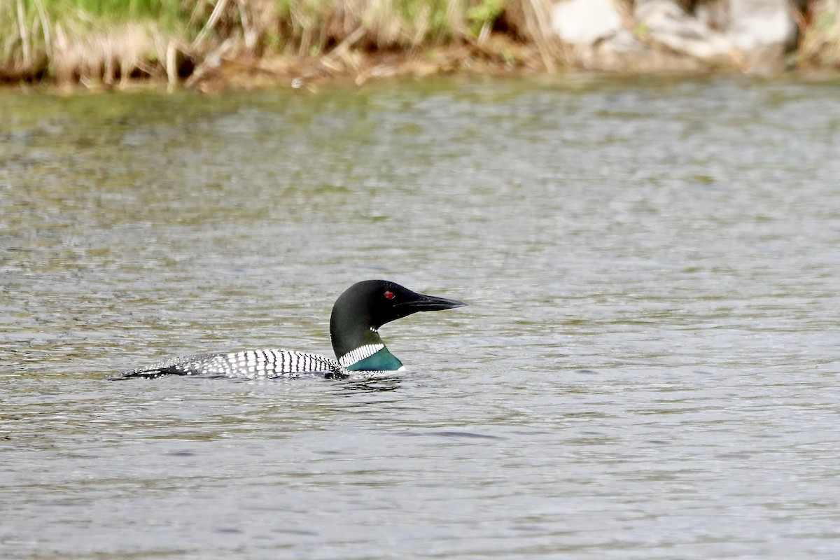Common Loon - ML638993061
