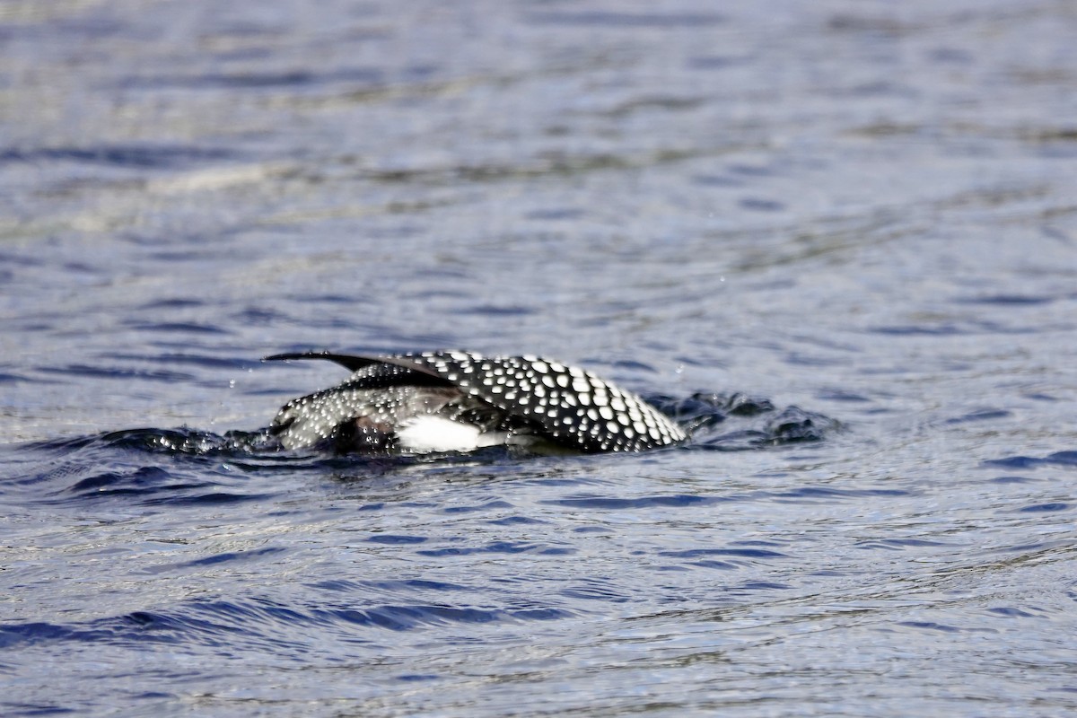 Common Loon - ML638993066