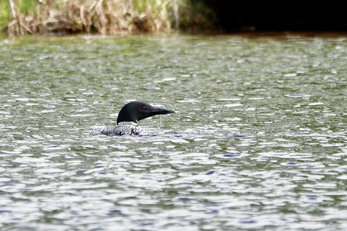 Common Loon - ML638993074