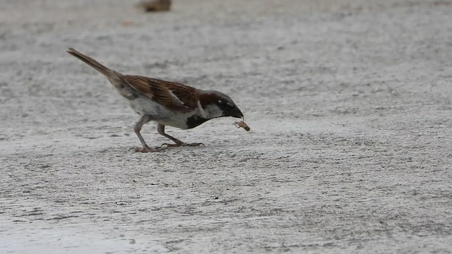 House Sparrow - ML638993080