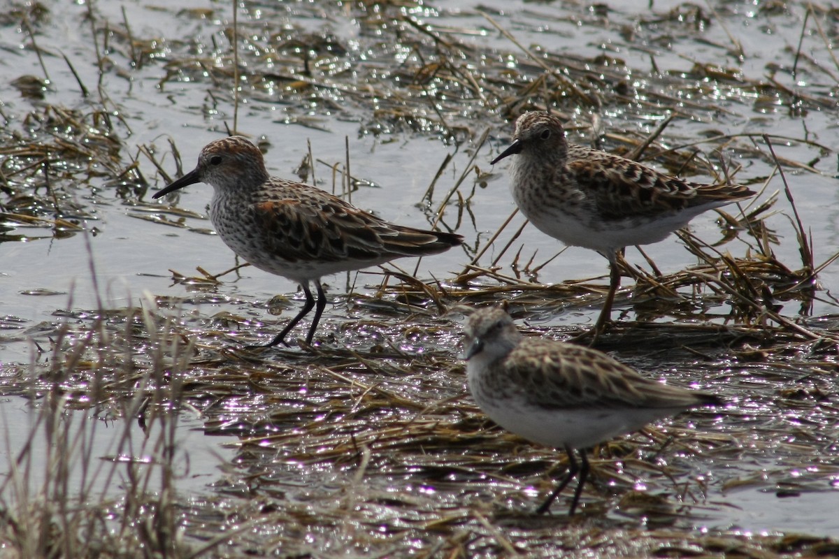 Western Sandpiper - ML63899311