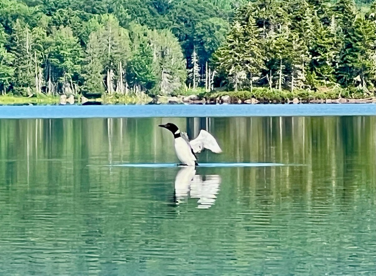 Common Loon - ML638993161