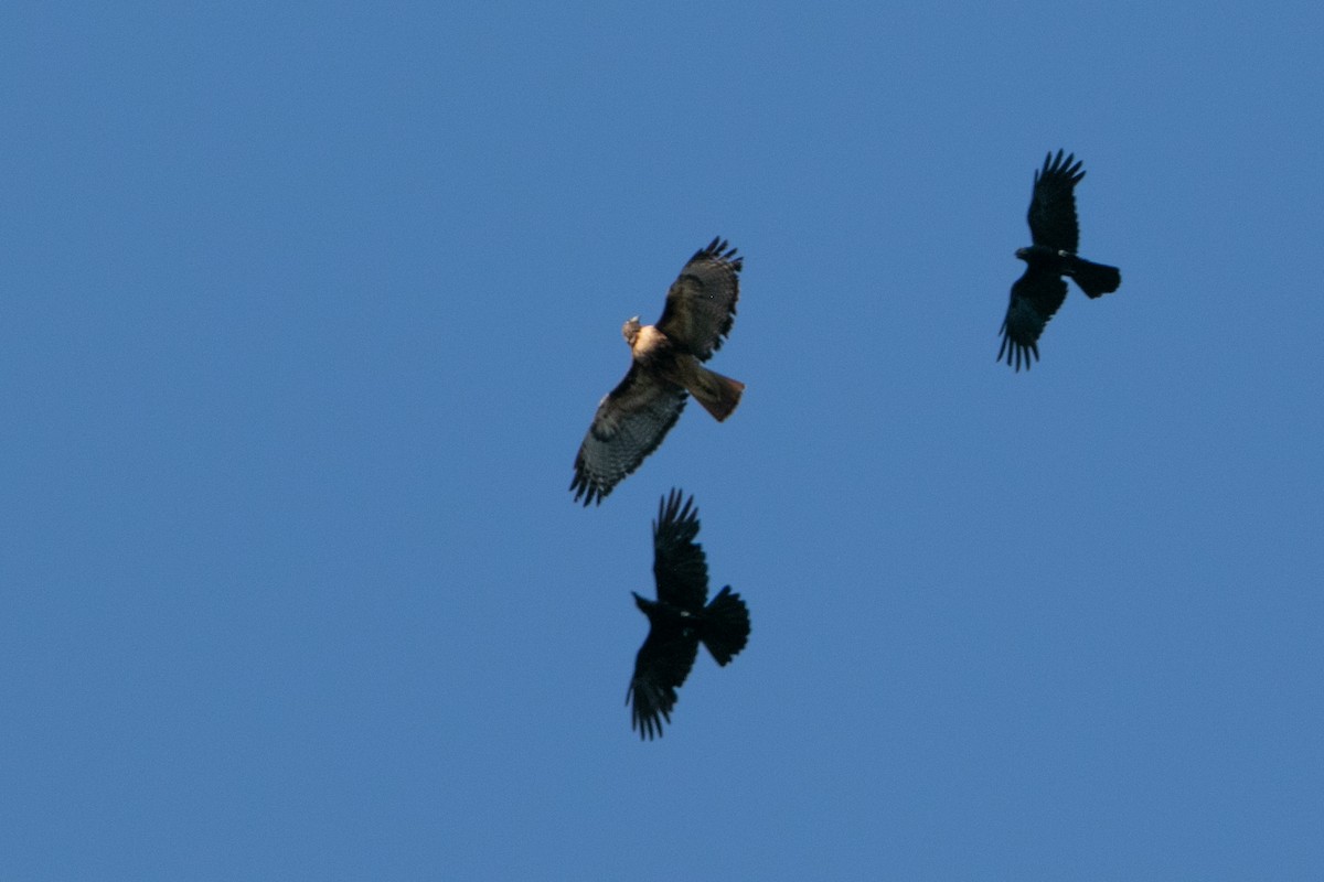 American Crow - ML638993167