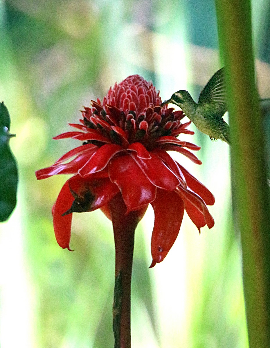 Long-billed Hermit - ML638993168