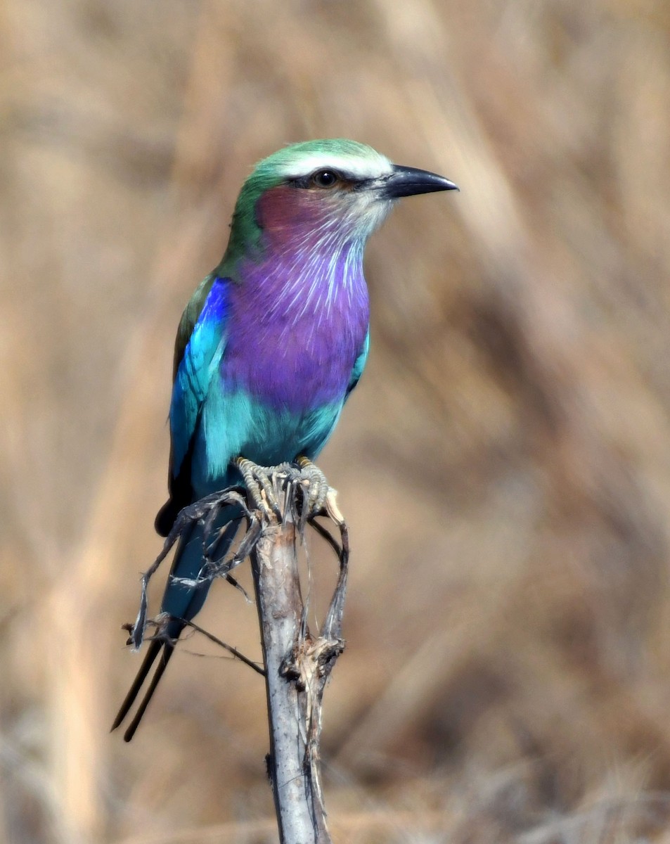 Lilac-breasted Roller - ML638993189
