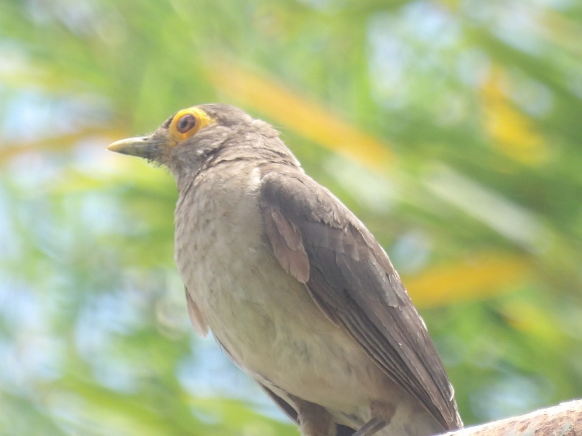 Spectacled Thrush - ML638993200