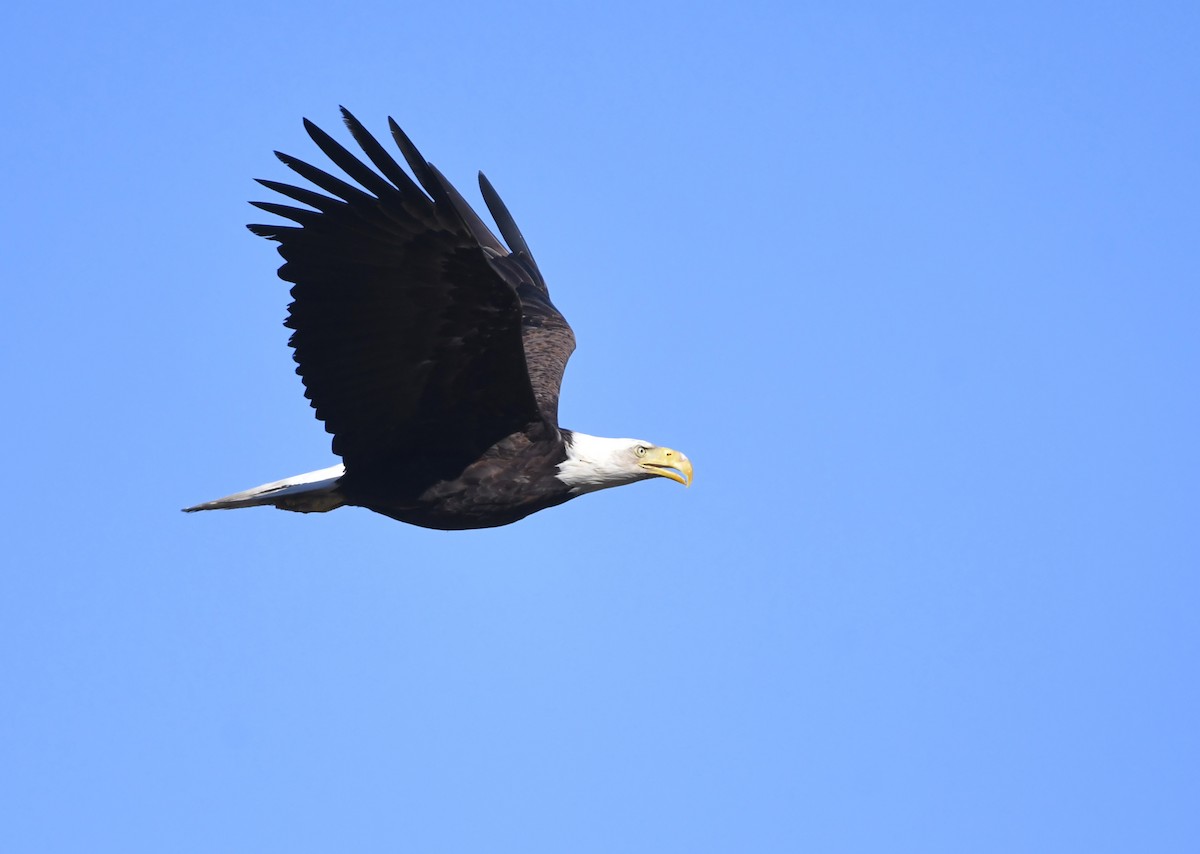 Bald Eagle - ML638993204