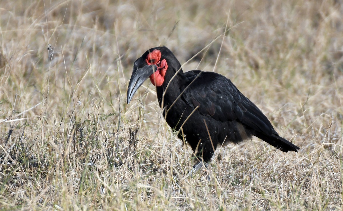 Southern Ground-Hornbill - ML638993207
