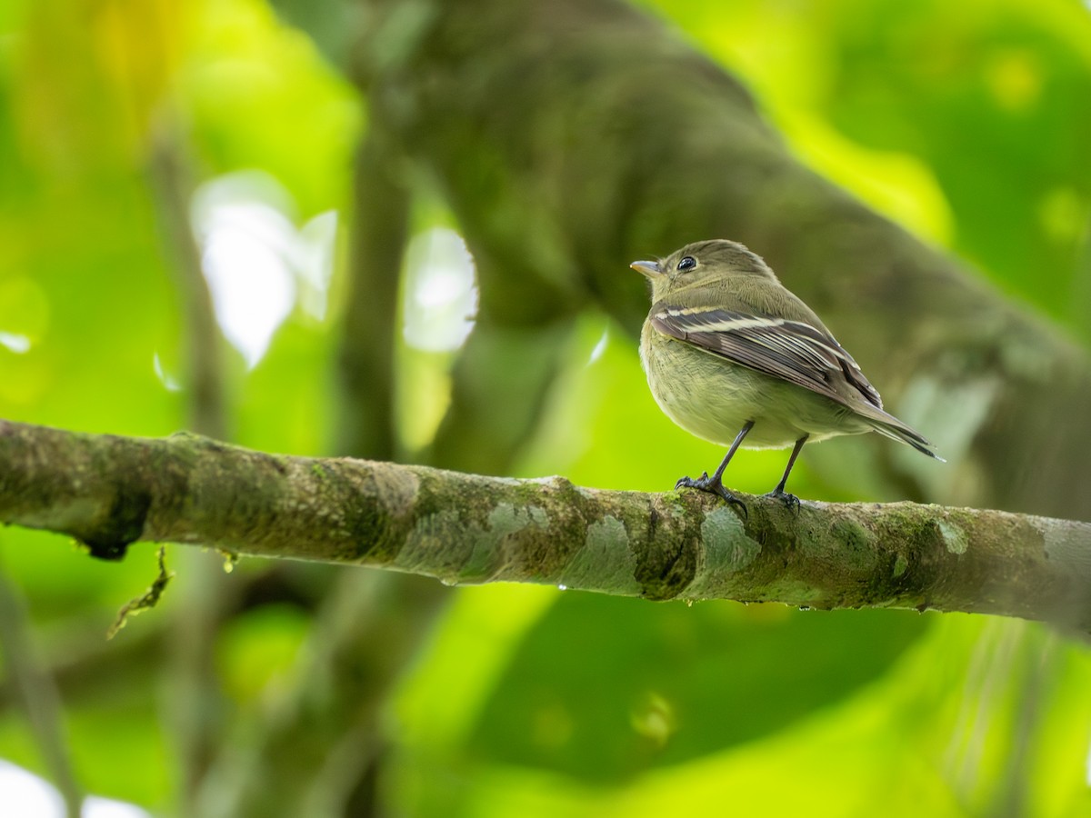 Yellow-bellied Flycatcher - ML638993211