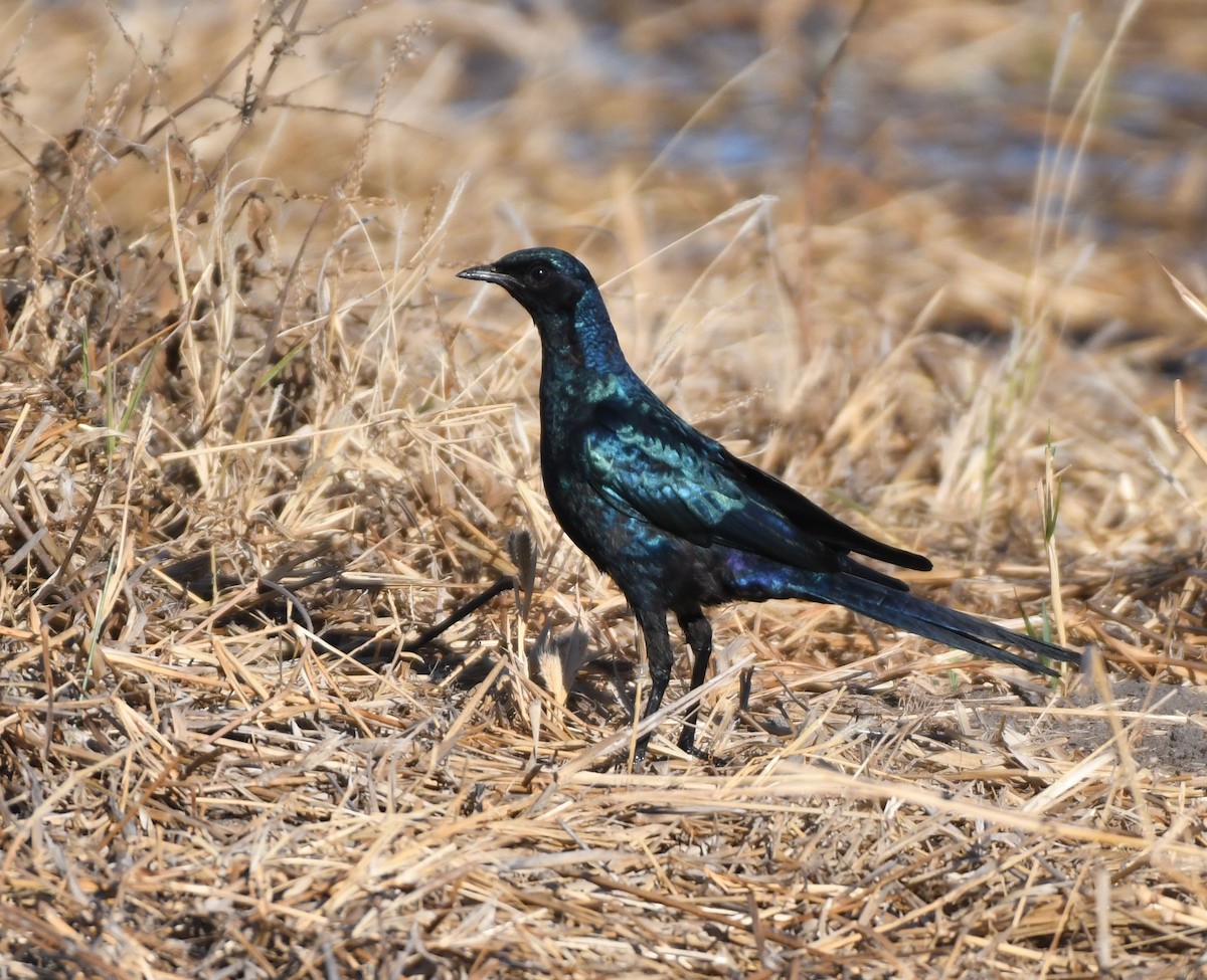 Burchell's Starling - ML638993216