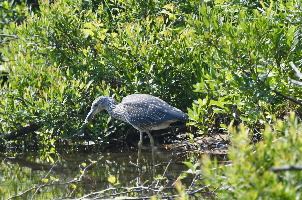 Krabbenreiher - ML638993232