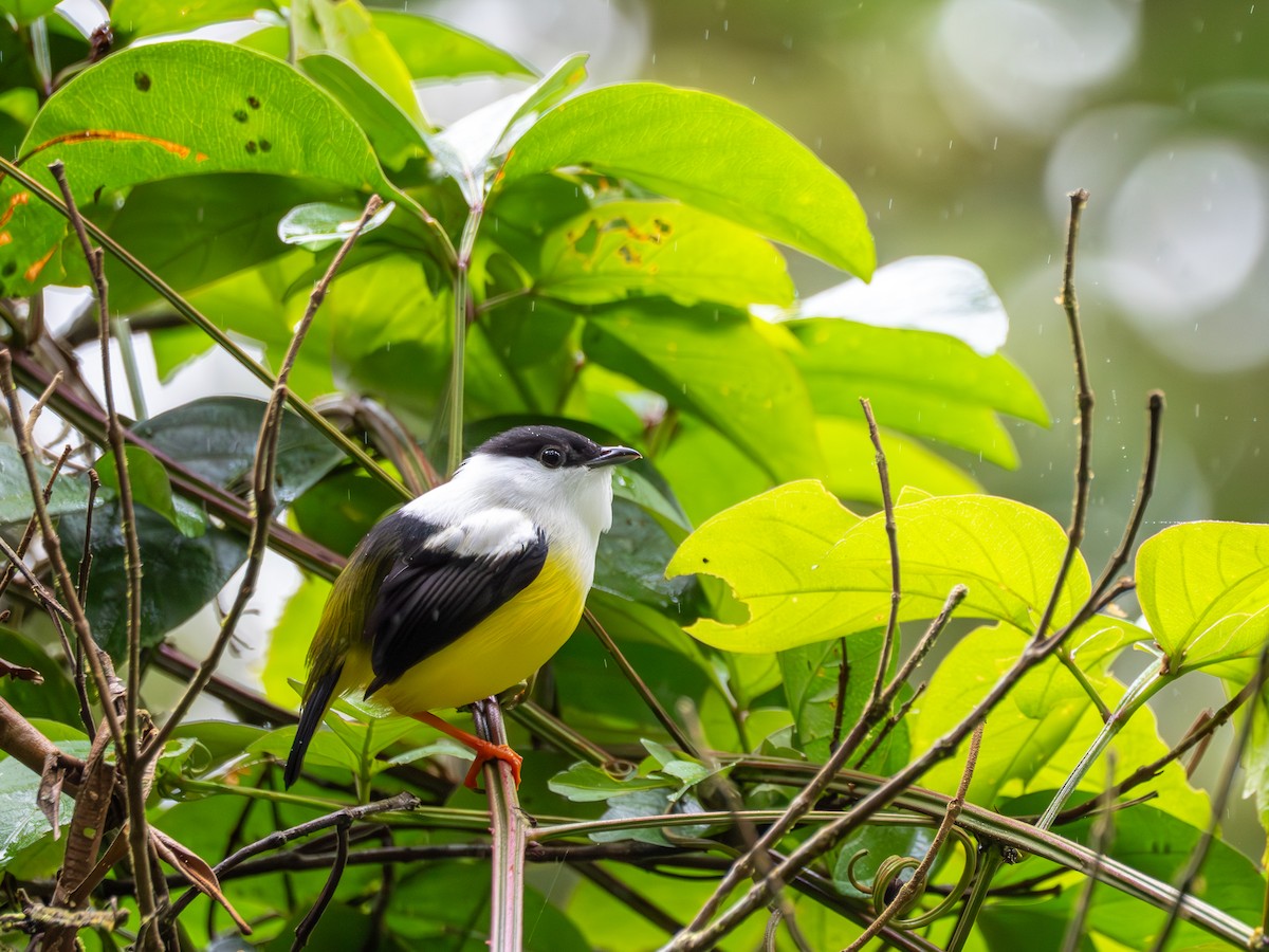 White-collared Manakin - ML638993233