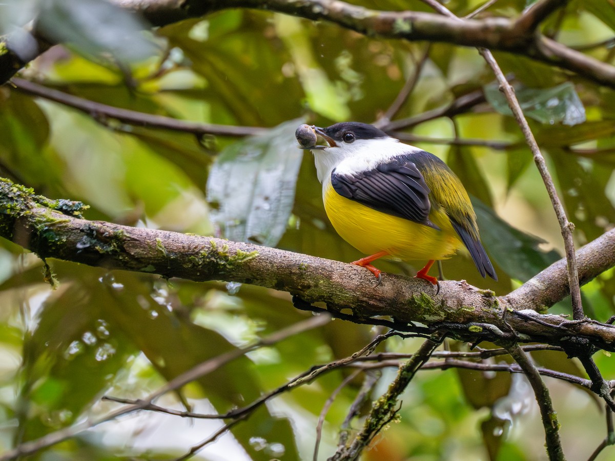 White-collared Manakin - ML638993234