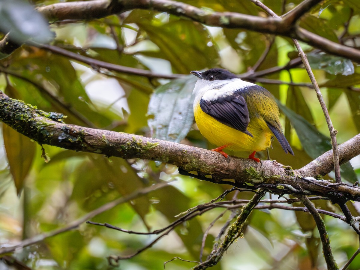 White-collared Manakin - ML638993235