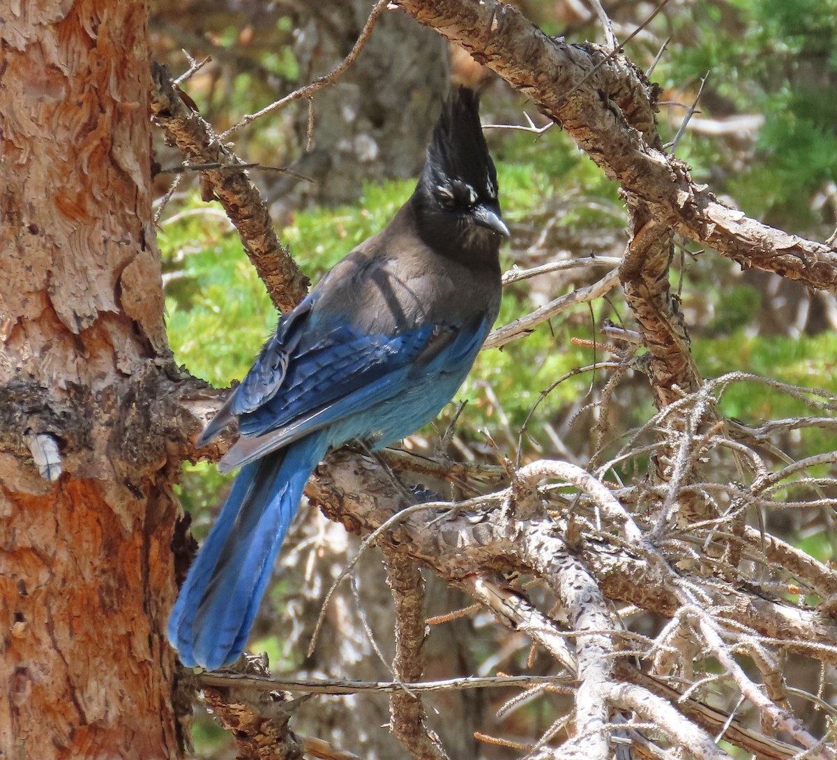 Steller's Jay - ML638993252