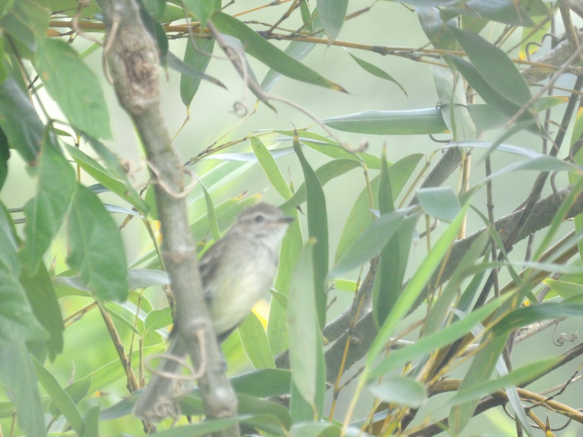 Mouse-colored Tyrannulet (Northern) - ML638993266
