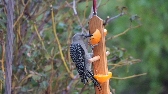Gila Woodpecker - ML638993267