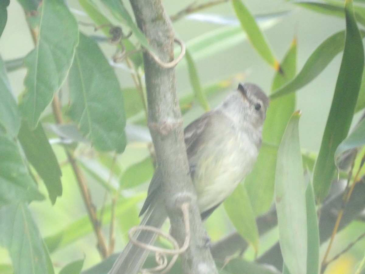 Mouse-colored Tyrannulet (Northern) - ML638993268