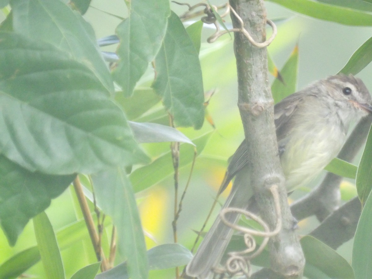 Mouse-colored Tyrannulet (Northern) - ML638993269
