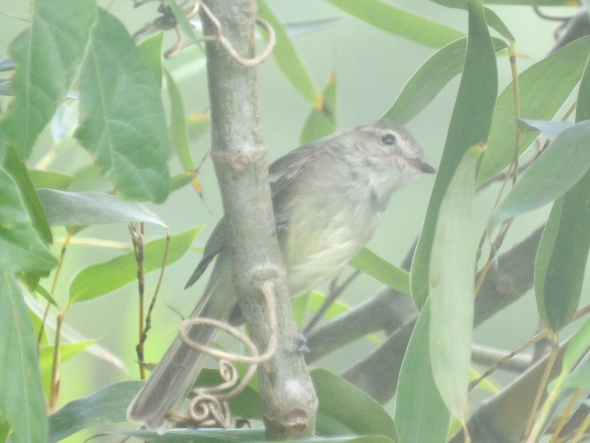 Mouse-colored Tyrannulet (Northern) - ML638993270
