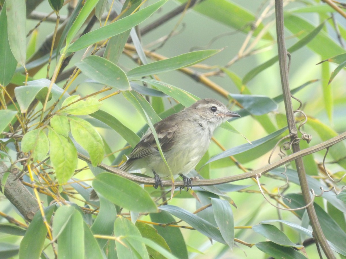 Mouse-colored Tyrannulet (Northern) - ML638993272