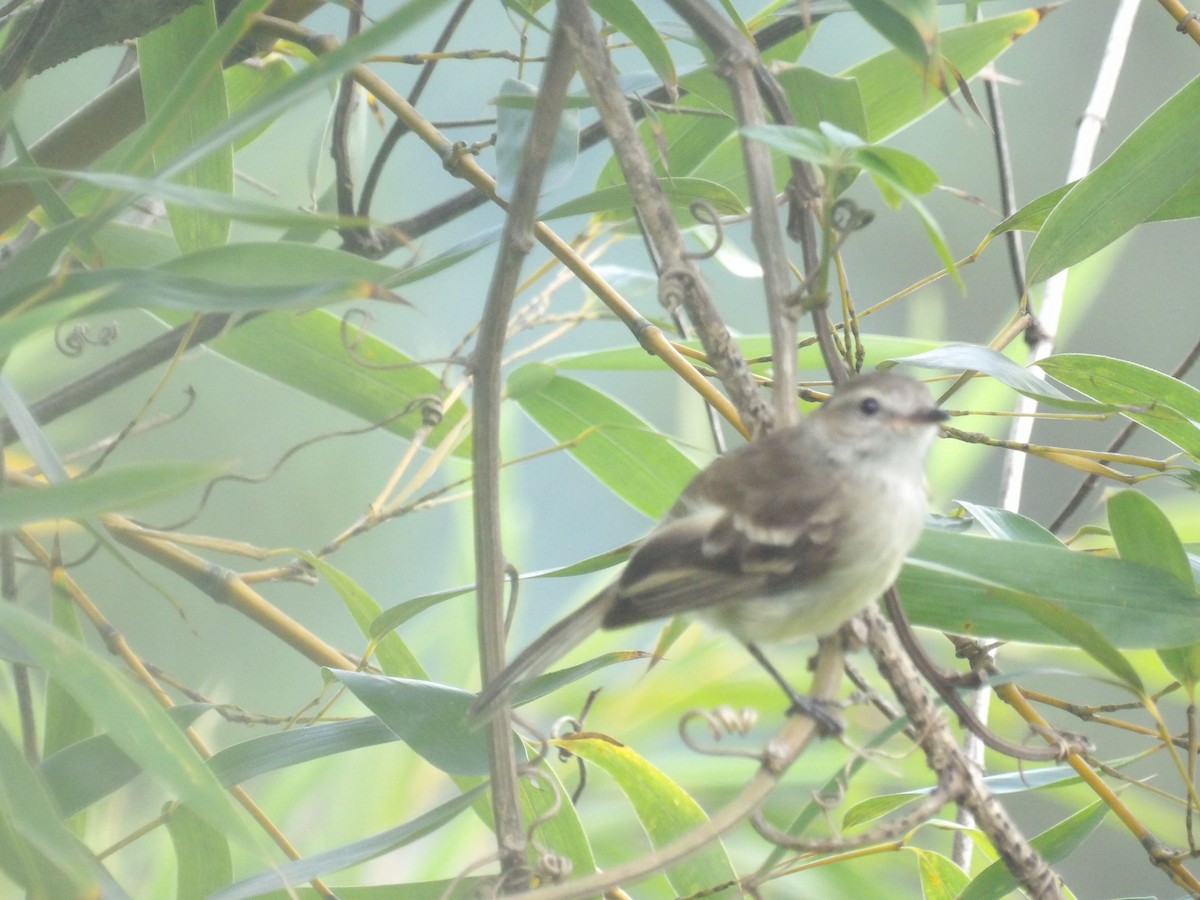 Mouse-colored Tyrannulet (Northern) - ML638993274