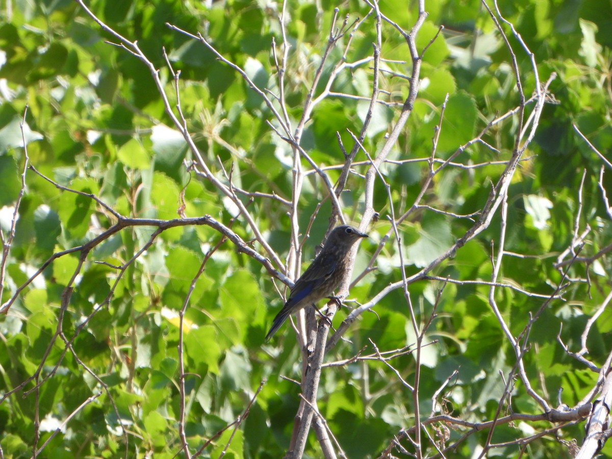 Blaukehl-Hüttensänger - ML638993275