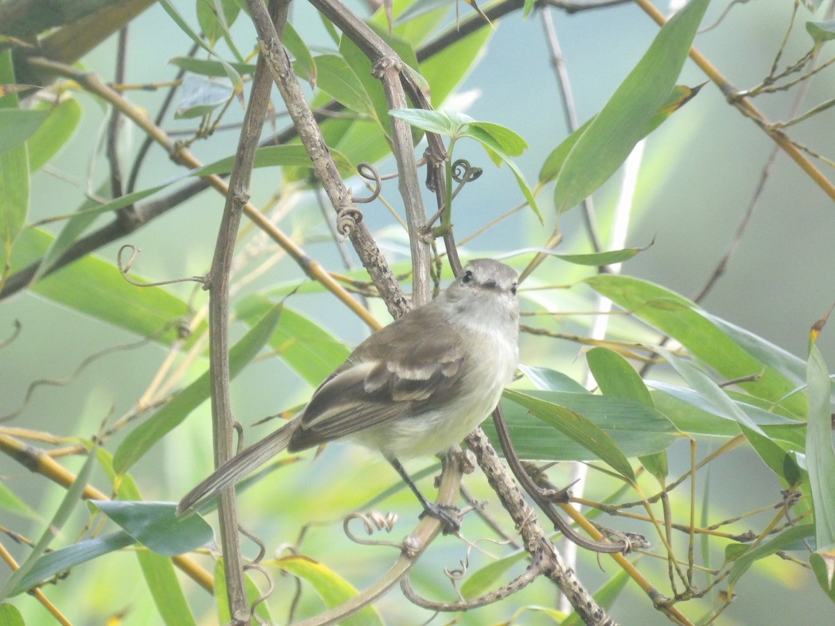 Mouse-colored Tyrannulet (Northern) - ML638993277