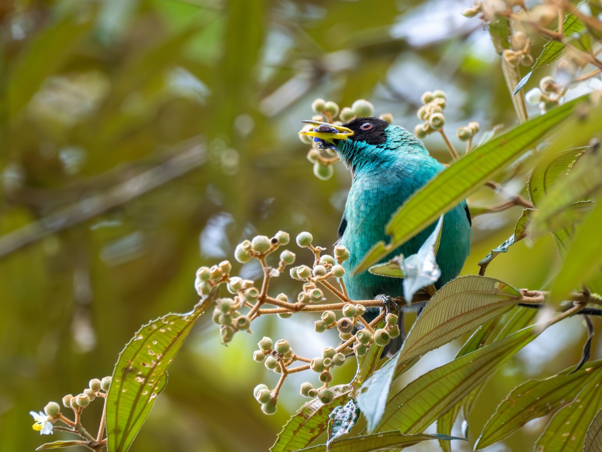 Green Honeycreeper - ML638993278