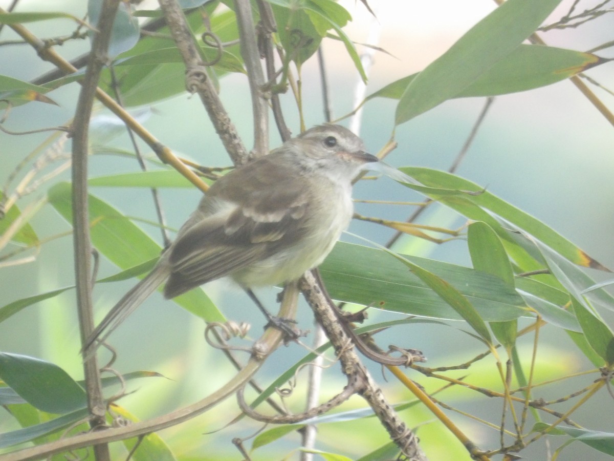 Mouse-colored Tyrannulet (Northern) - ML638993279