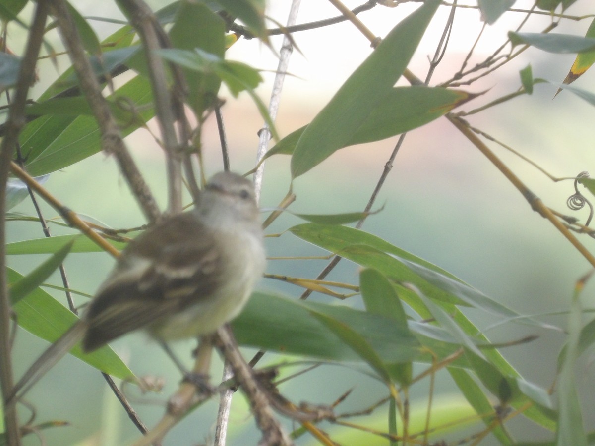 Mouse-colored Tyrannulet (Northern) - ML638993281
