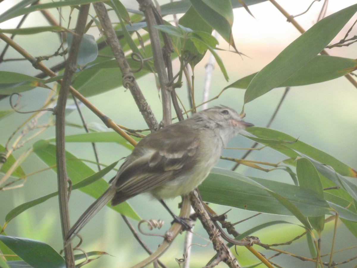 Mouse-colored Tyrannulet (Northern) - ML638993283