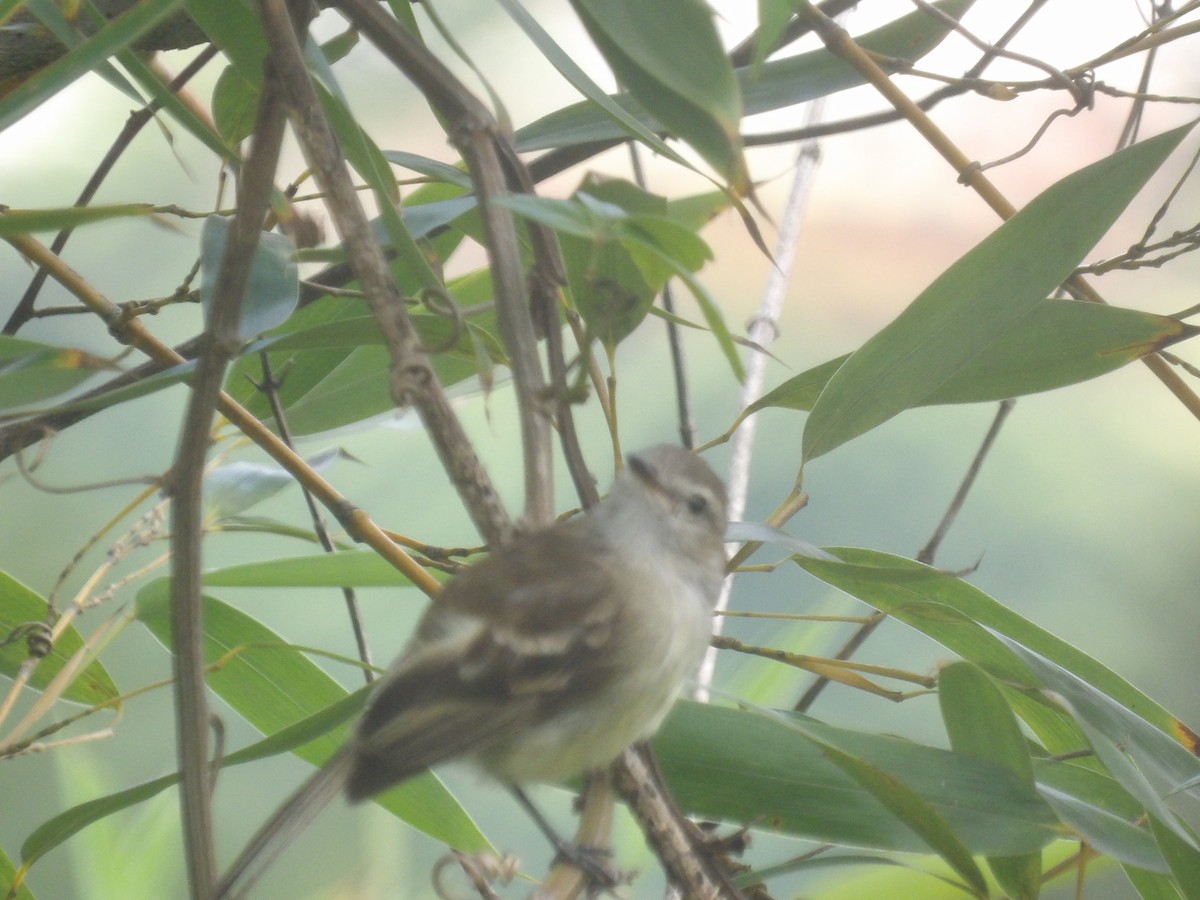Mouse-colored Tyrannulet (Northern) - ML638993284