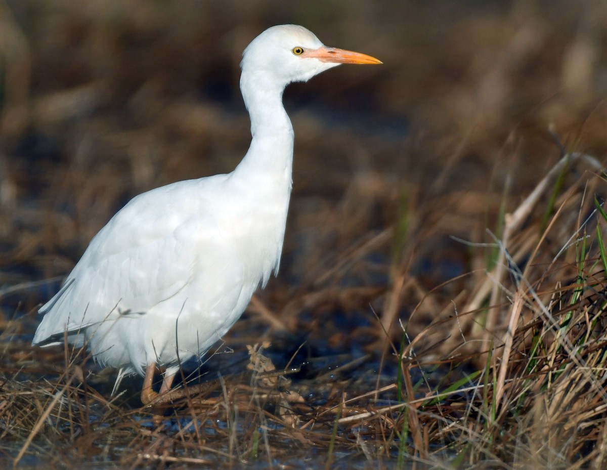 volavka rusohlavá - ML638993286