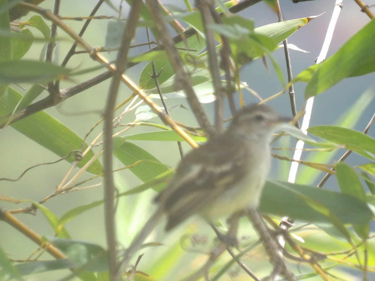 Mouse-colored Tyrannulet (Northern) - ML638993289
