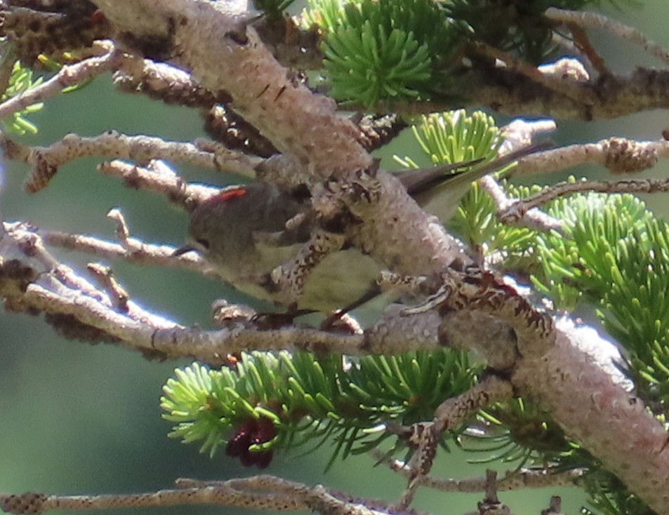 Ruby-crowned Kinglet - ML638993296