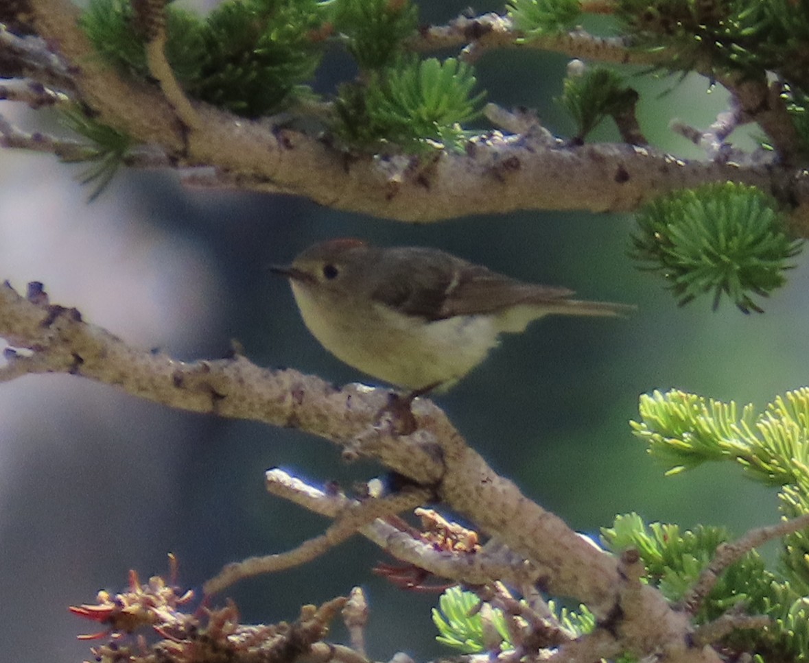 Ruby-crowned Kinglet - ML638993297
