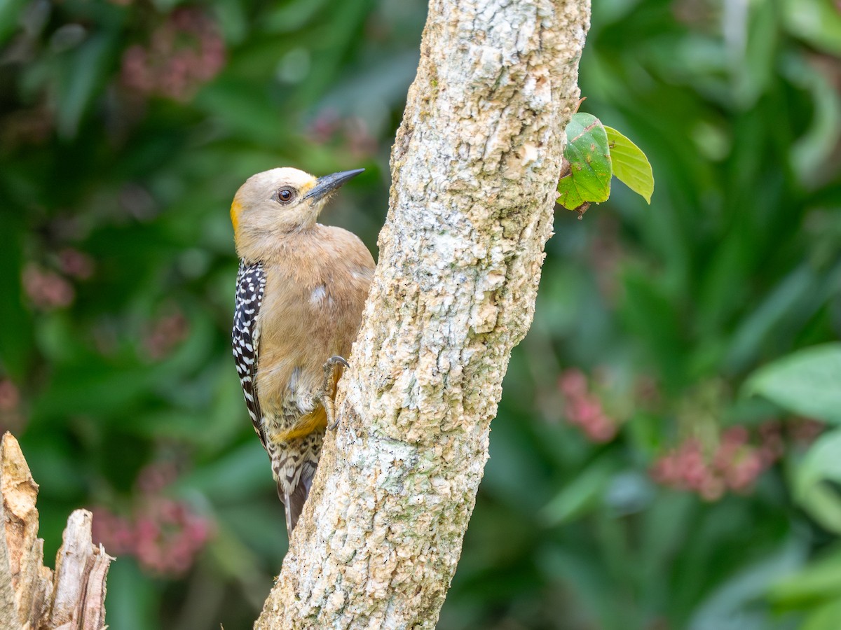 Hoffmann's Woodpecker - ML638993299