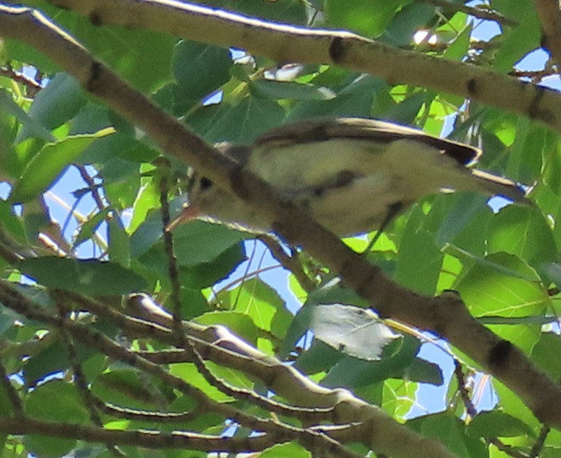 Warbling Vireo - ML638993302