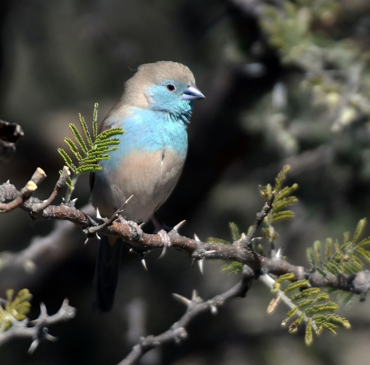 Southern Cordonbleu - ML638993317