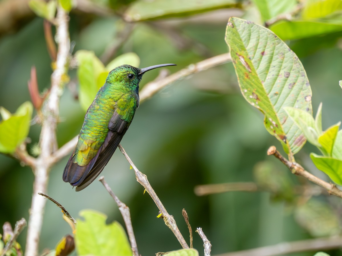 Green-breasted Mango - ML638993329