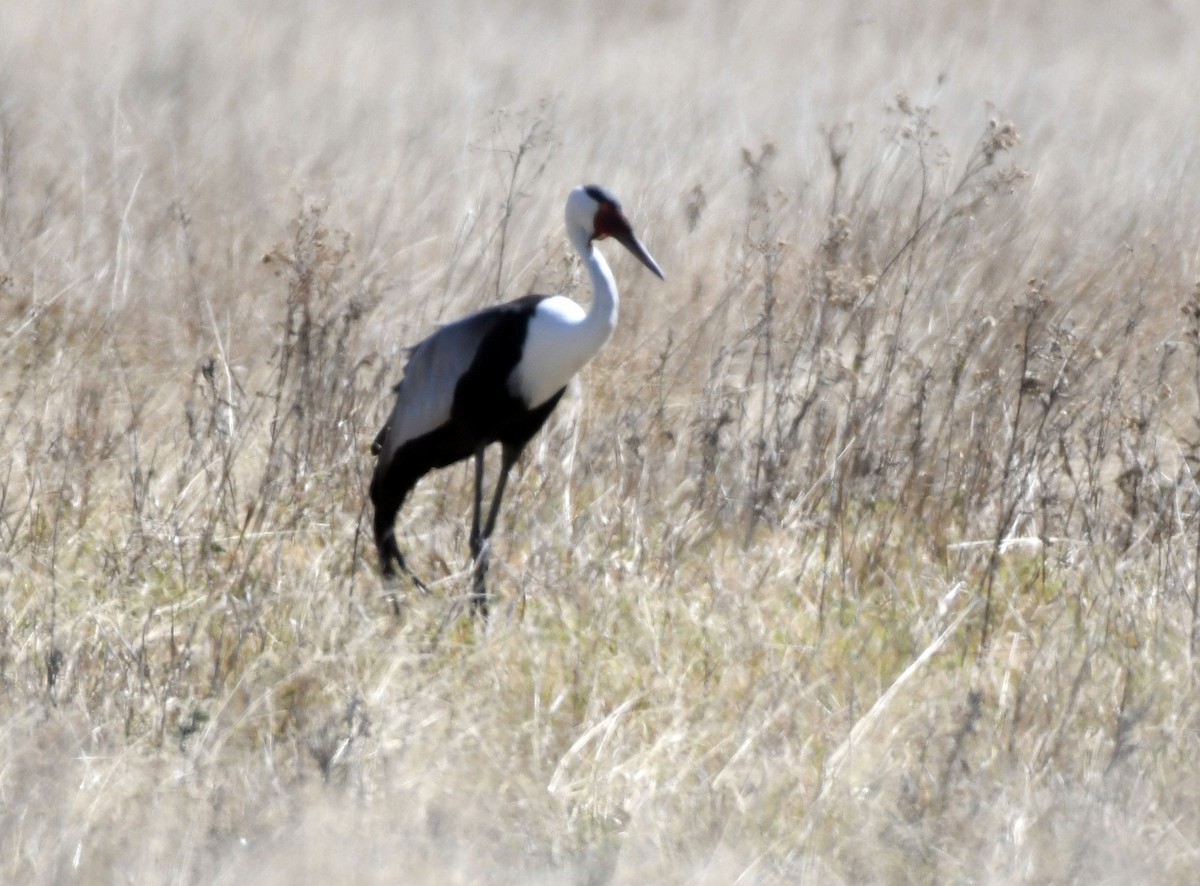 Wattled Crane - ML638993331