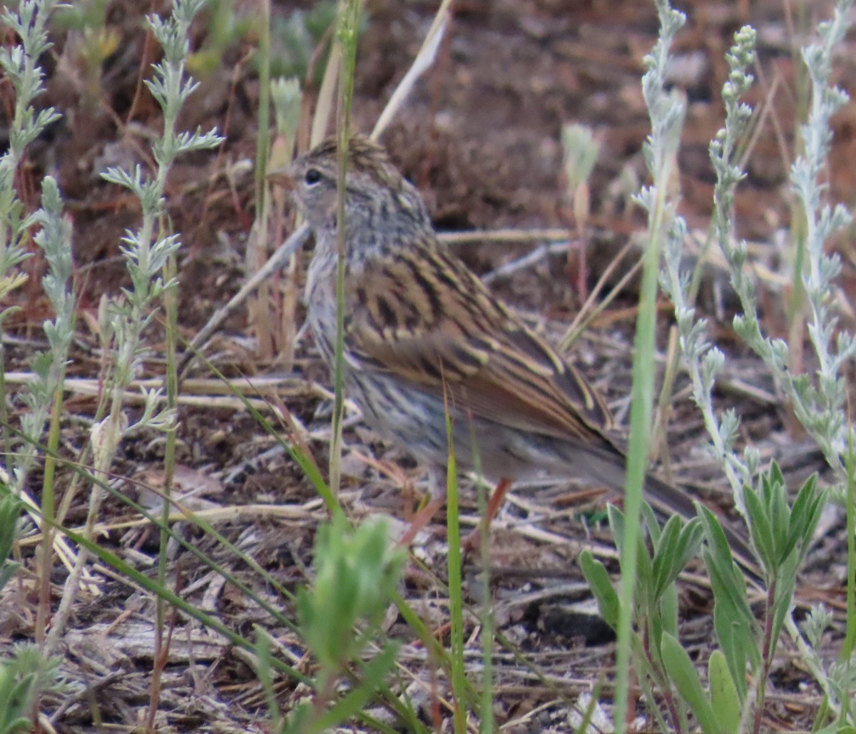 Chipping Sparrow - ML638993332